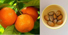 African Bitter Kola Nuts, Bitter Kola Retro Garcinia, Petit Cola Nut, Obi Abata