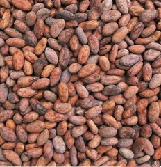 Premium Roasted Cacao Beans in Shell – Whole Cocoa Beans