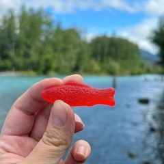 Swedish Fish Candy Pack of 12, Chewy, Fish-Shaped, Red, 3.6oz Bags