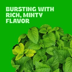Cambie – Jelly Spearmint Leaves Candy, Sugar Coated 2 Pounds,