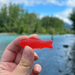 SWEDISH FISH Soft & Chewy Candy Bulk Candy 12 – 3.1 Oz Boxes