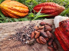 Raw Cacao Beans, 16 OZ, 454GR, 100% CACAO