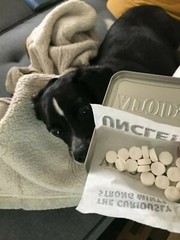 About a dozen Altoids mints (container not included, will arrive loose)