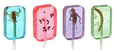 Insect Sucker Lollipop Bundle – Pack of 4 – Scorpion, Ants, Cricket, and Worm –